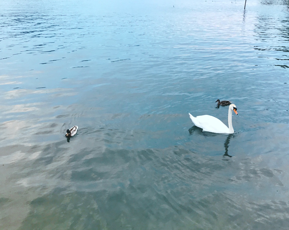 A heterogenous collection of birds.